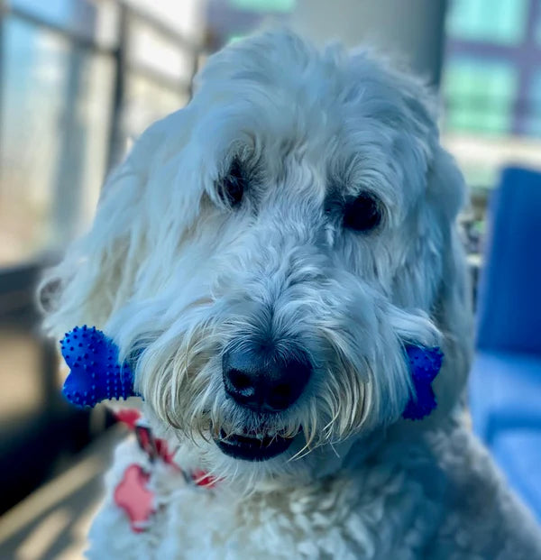 Natural Rubber Bone Toothbrush Toy for Medium & Large Dogs – Dental Care & Chew Toy