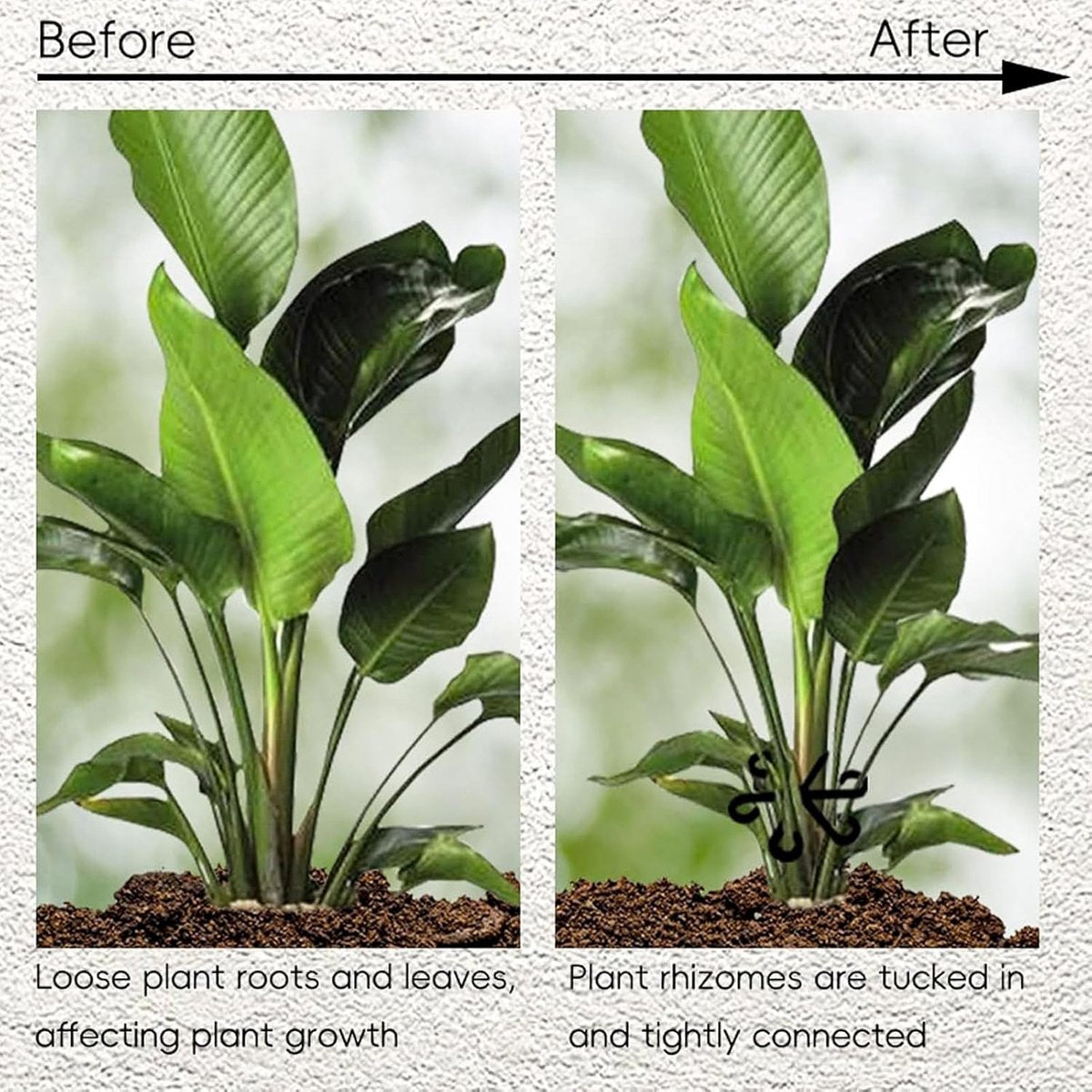 Plant Support Rings – Reusable Climbing Aid for Healthy Growth (12-Pack, Black)