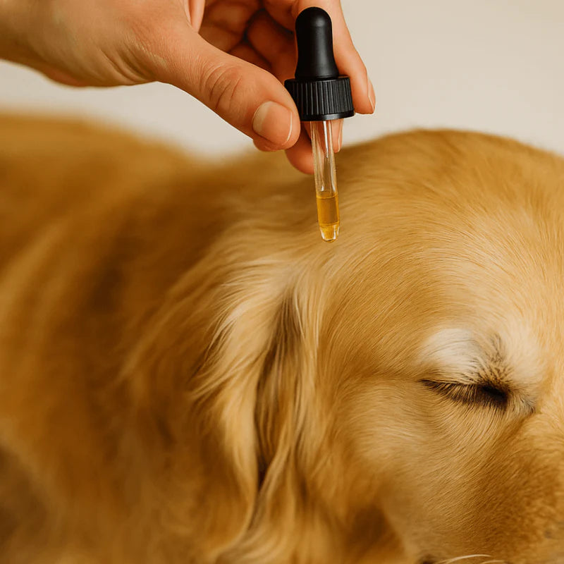 Spray Brush – Pet Grooming & Hair Care with Refillable Bottle