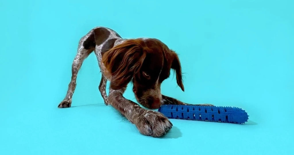 Natural Rubber Bone Toothbrush Toy for Medium & Large Dogs – Dental Care & Chew Toy