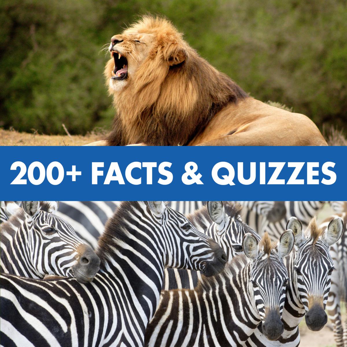 Talking Wildlife Camera Toy – Explore the Animal Kingdom with Interactive Learning Fun