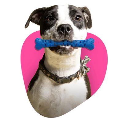 Natural Rubber Bone Toothbrush Toy for Medium & Large Dogs – Dental Care & Chew Toy