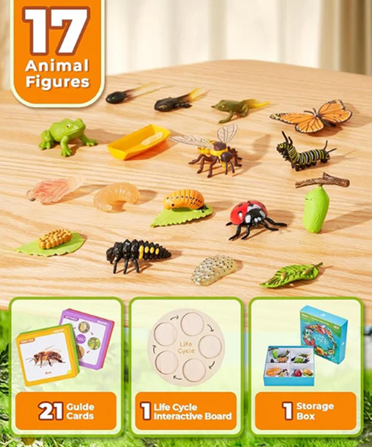 Montessori Life Cycle Learning Education Toy