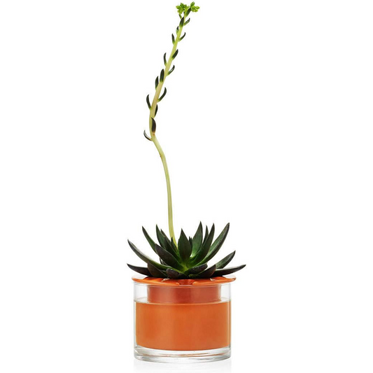 Self-Watering Wet Pots