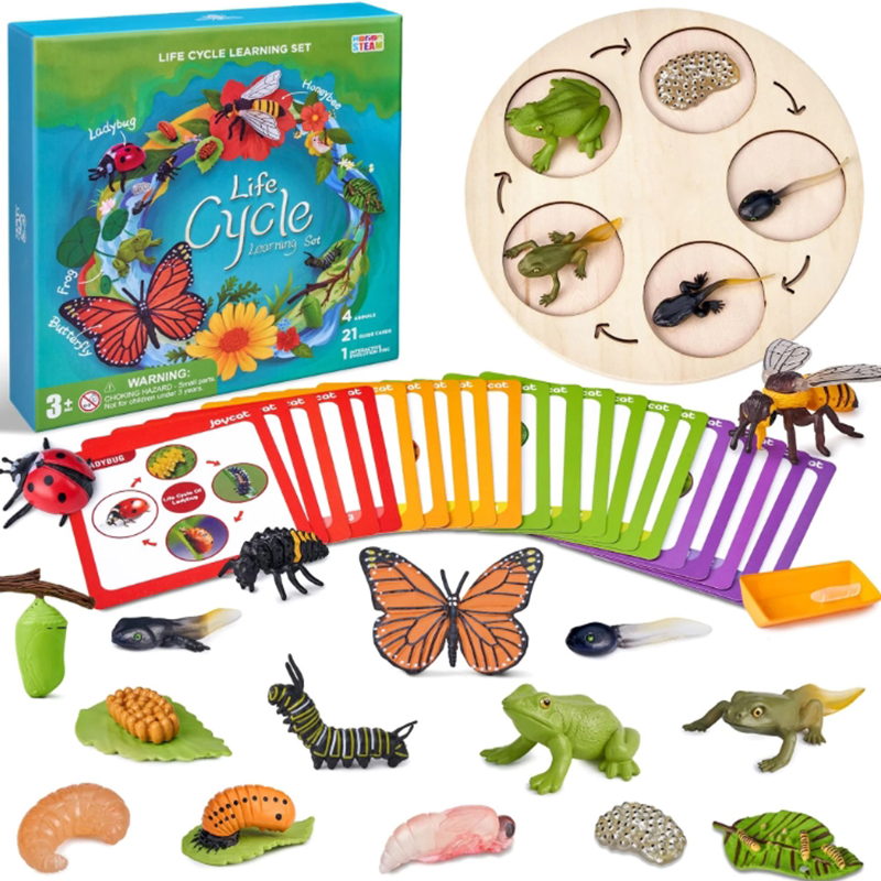 Montessori Life Cycle Learning Education Toy