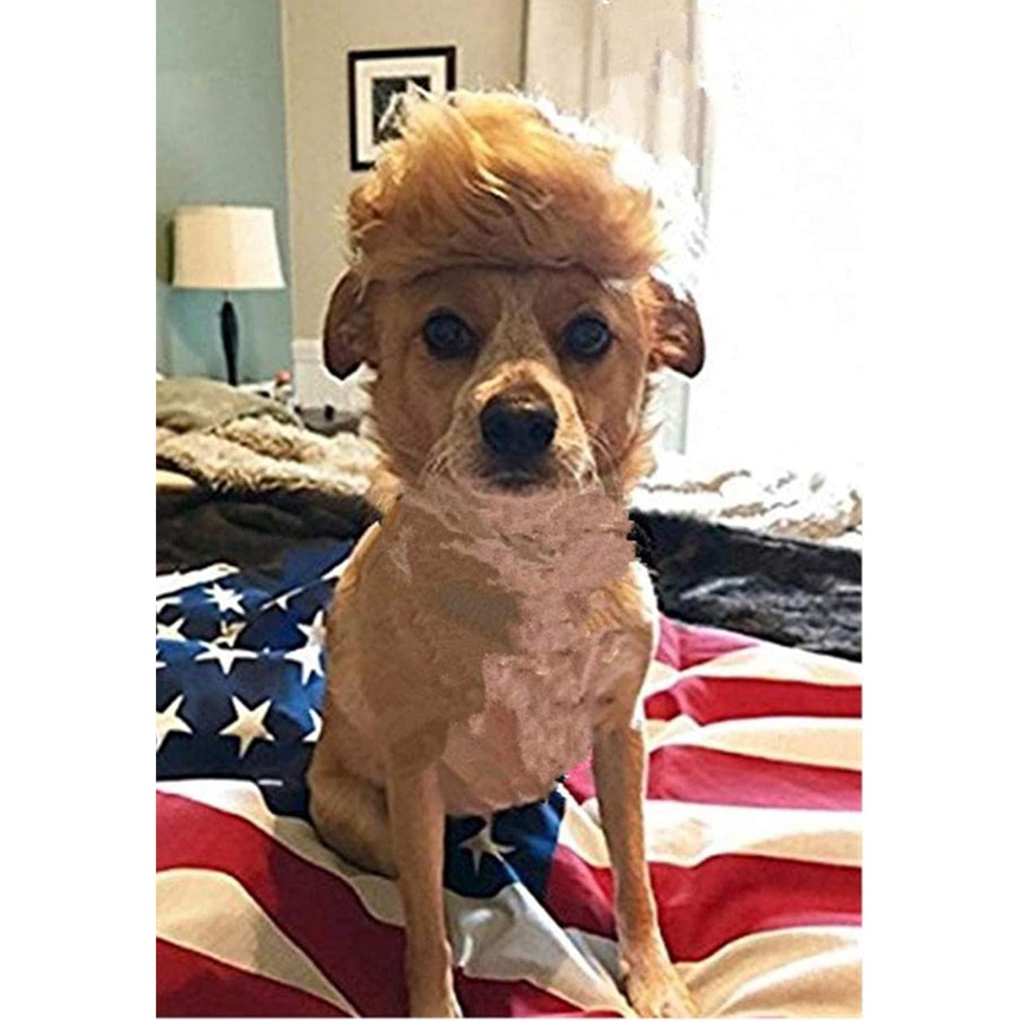 Funny Pet Wig Costume with Collar & Tie – Hilarious Dog & Cat Outfit for Halloween