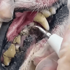 Pet Oral Hygiene Tool – Ultrasonic Dental Cleaning Kit for Pets