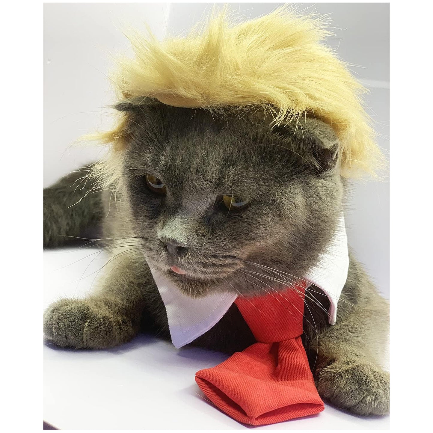 Funny Pet Wig Costume with Collar & Tie – Hilarious Dog & Cat Outfit for Halloween