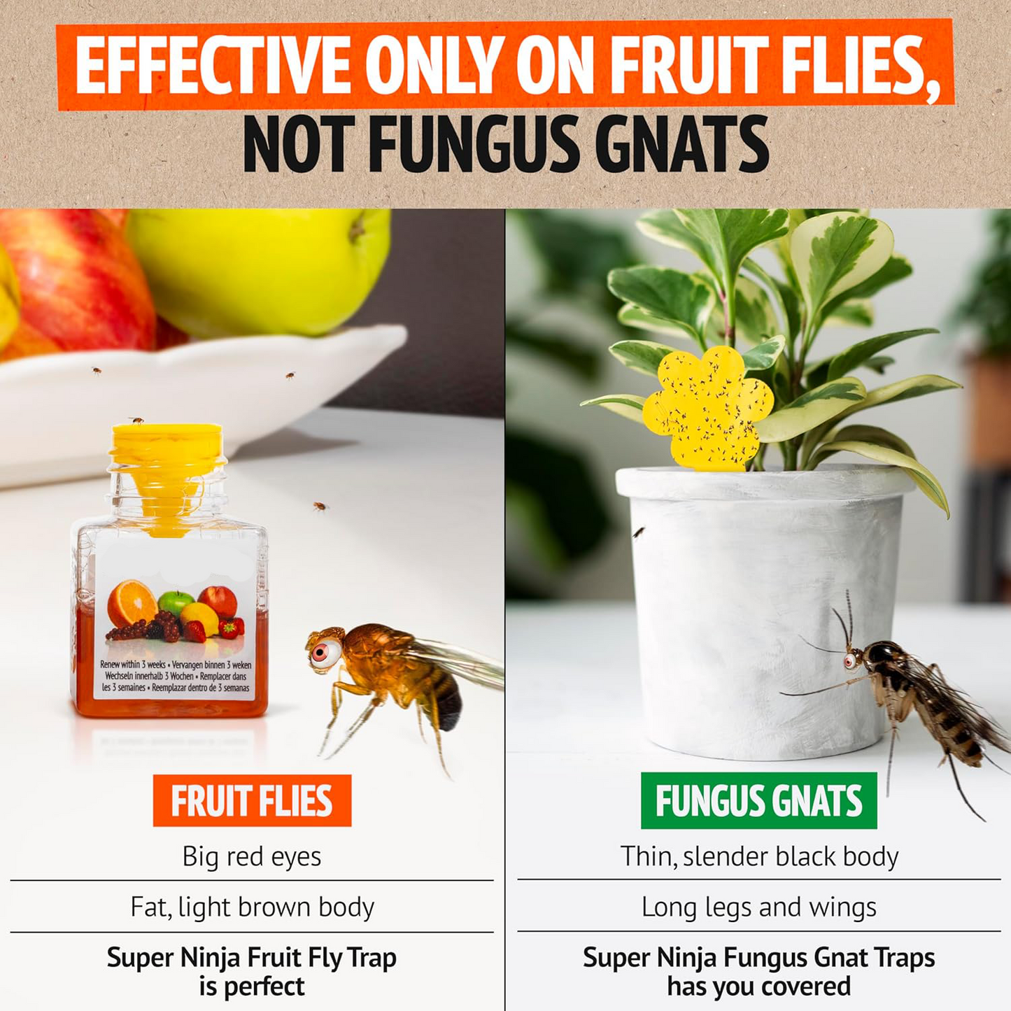 Fruit Fly Trap – Long-Lasting, Safe & Effective Kitchen Solution