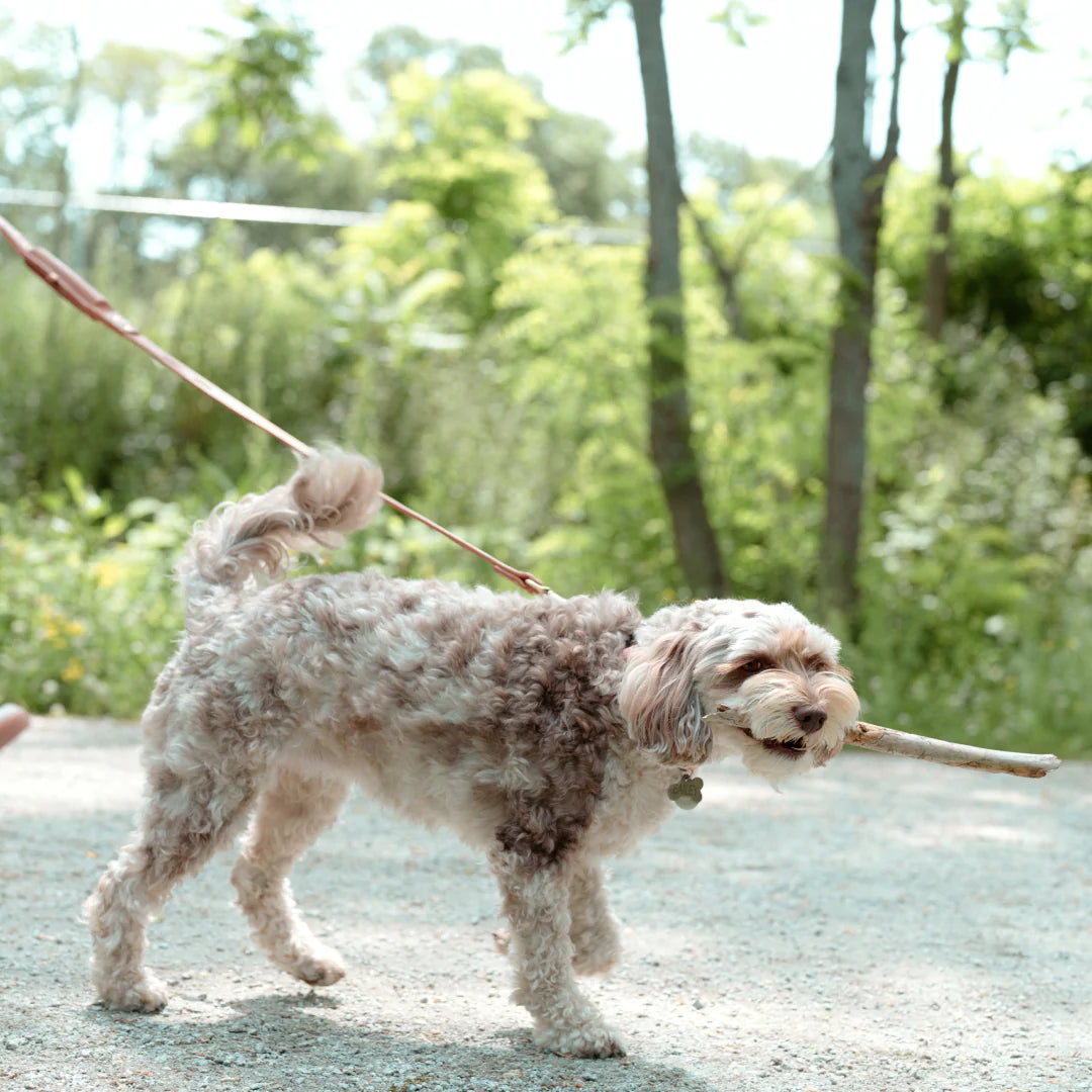 Premium Leather Dog Leash with Dual Rollers | 5.5 ft, Durable Brass Hardware