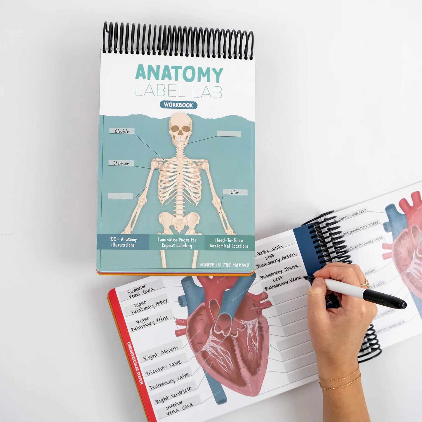Anatomy Label Lab Workbook