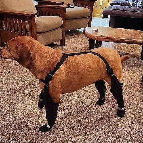 Connected Dog Boots – Waterproof Paw Protection with Extended Leg Coverage