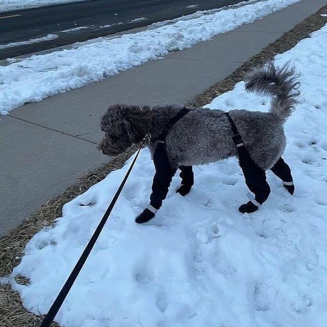 Connected Dog Boots – Waterproof Paw Protection with Extended Leg Coverage