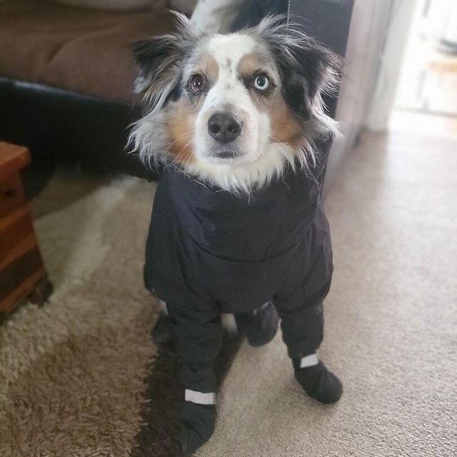 Connected Dog Boots – Waterproof Paw Protection with Extended Leg Coverage