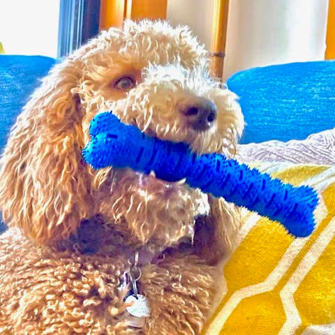 Natural Rubber Bone Toothbrush Toy for Medium & Large Dogs – Dental Care & Chew Toy